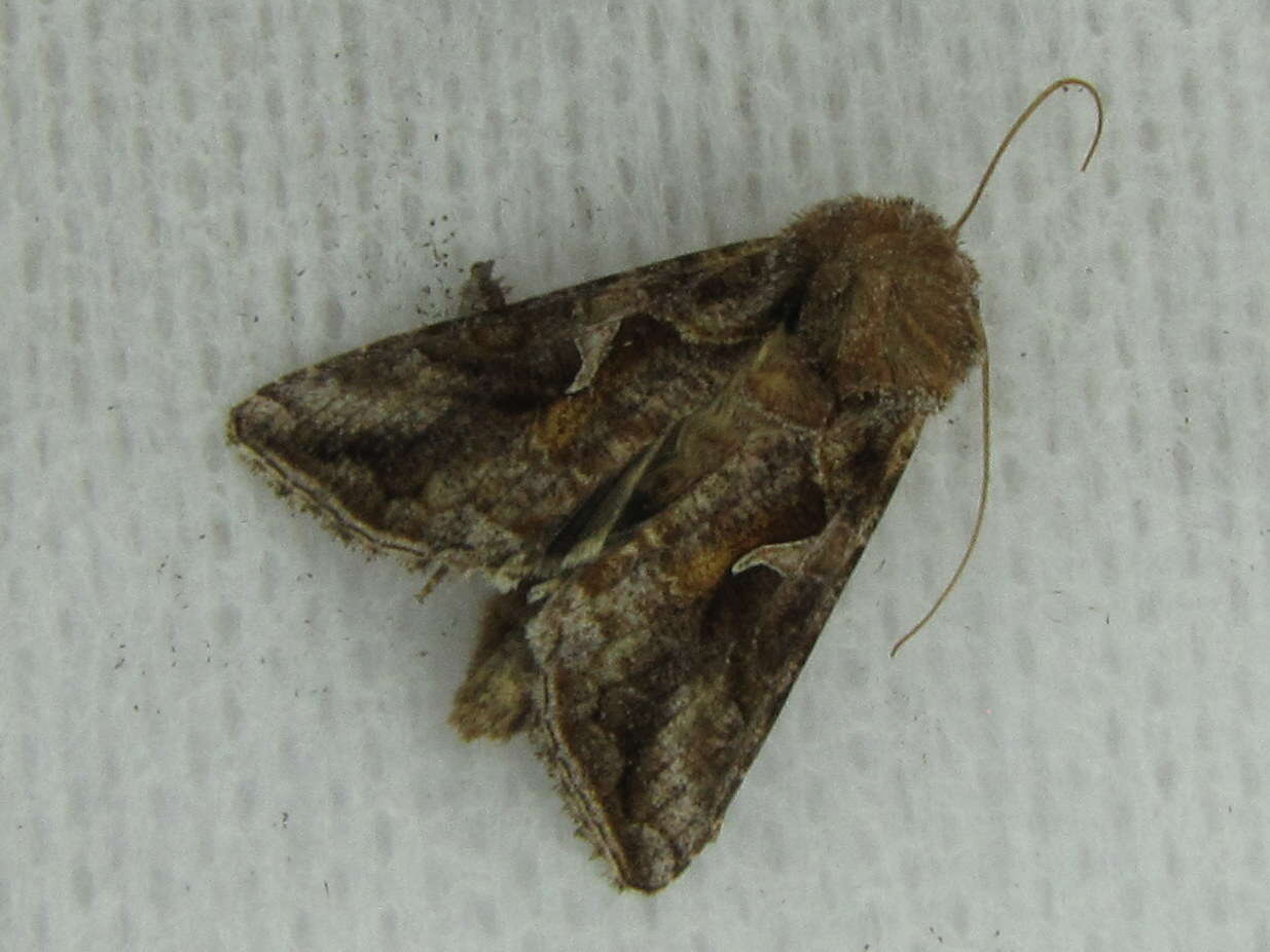 Image de Autographa rubidus Ottolengui 1902