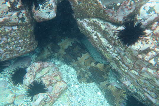 Image of Banded Wobbegong