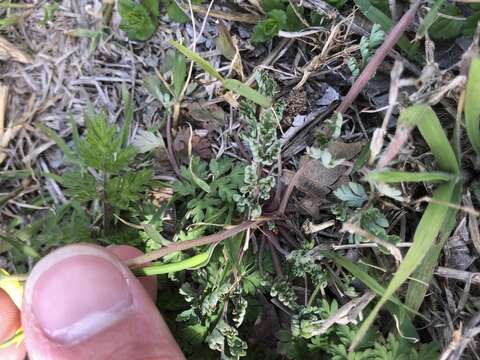 Corydalis curvisiliqua subsp. occidentalis (Engelm. ex A. Gray) W. A. Weber resmi