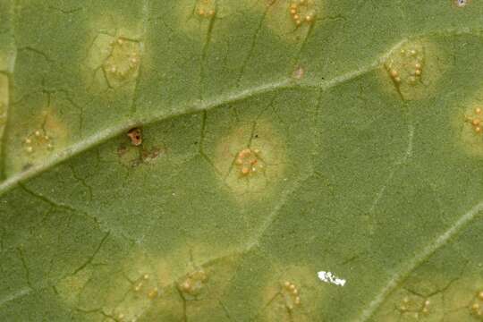 Image de Puccinia convolvuli (Pers.) Castagne 1842