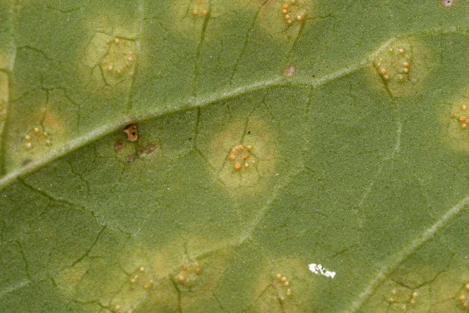 Image de Puccinia convolvuli (Pers.) Castagne 1842