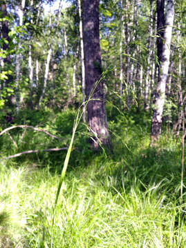 Image of polypetalous meadow-grass