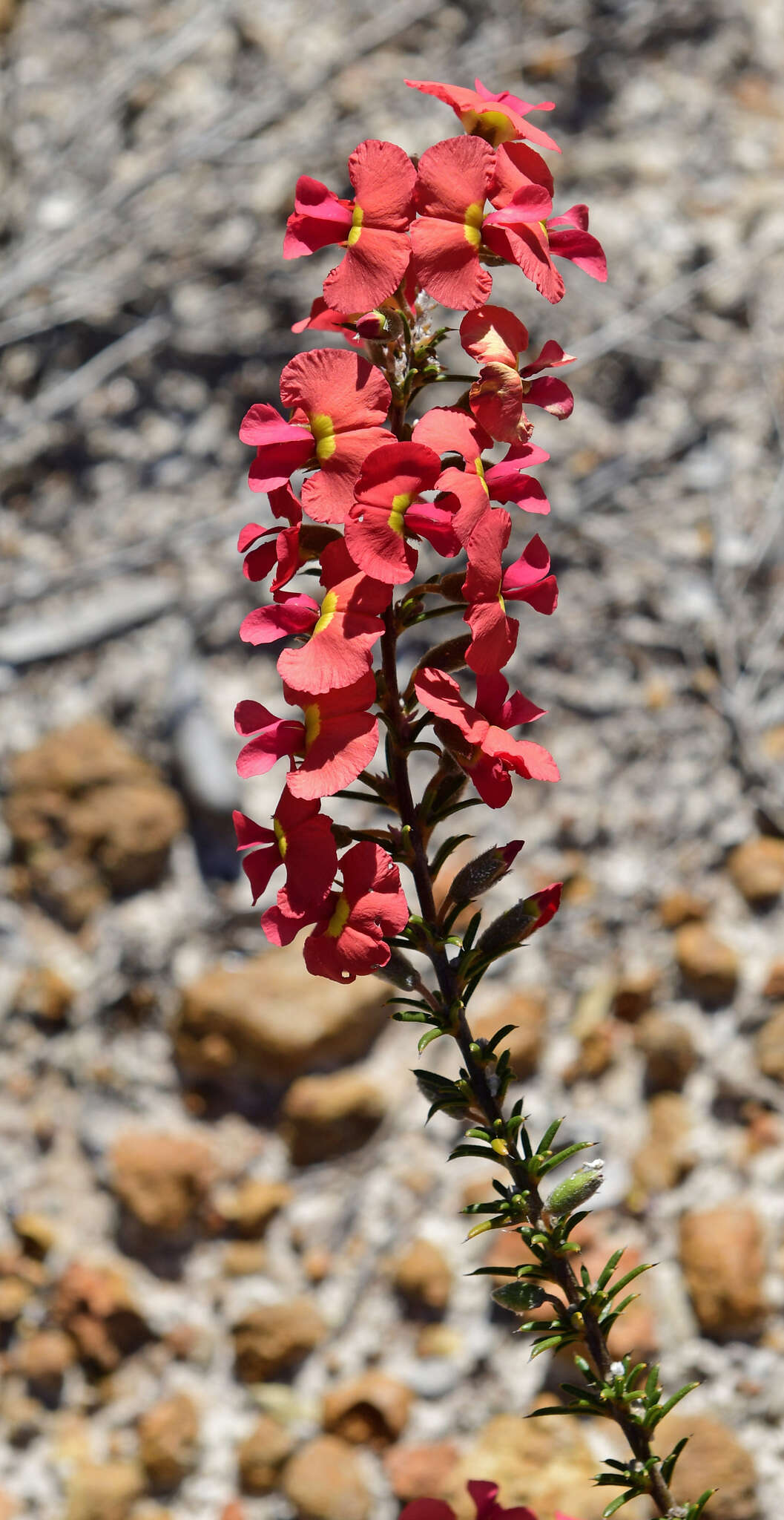 Image of Chorizema aciculare (DC.) A. W. Hill