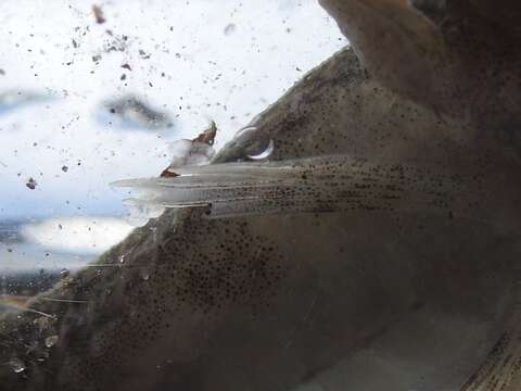 Image of Mottled Sculpin