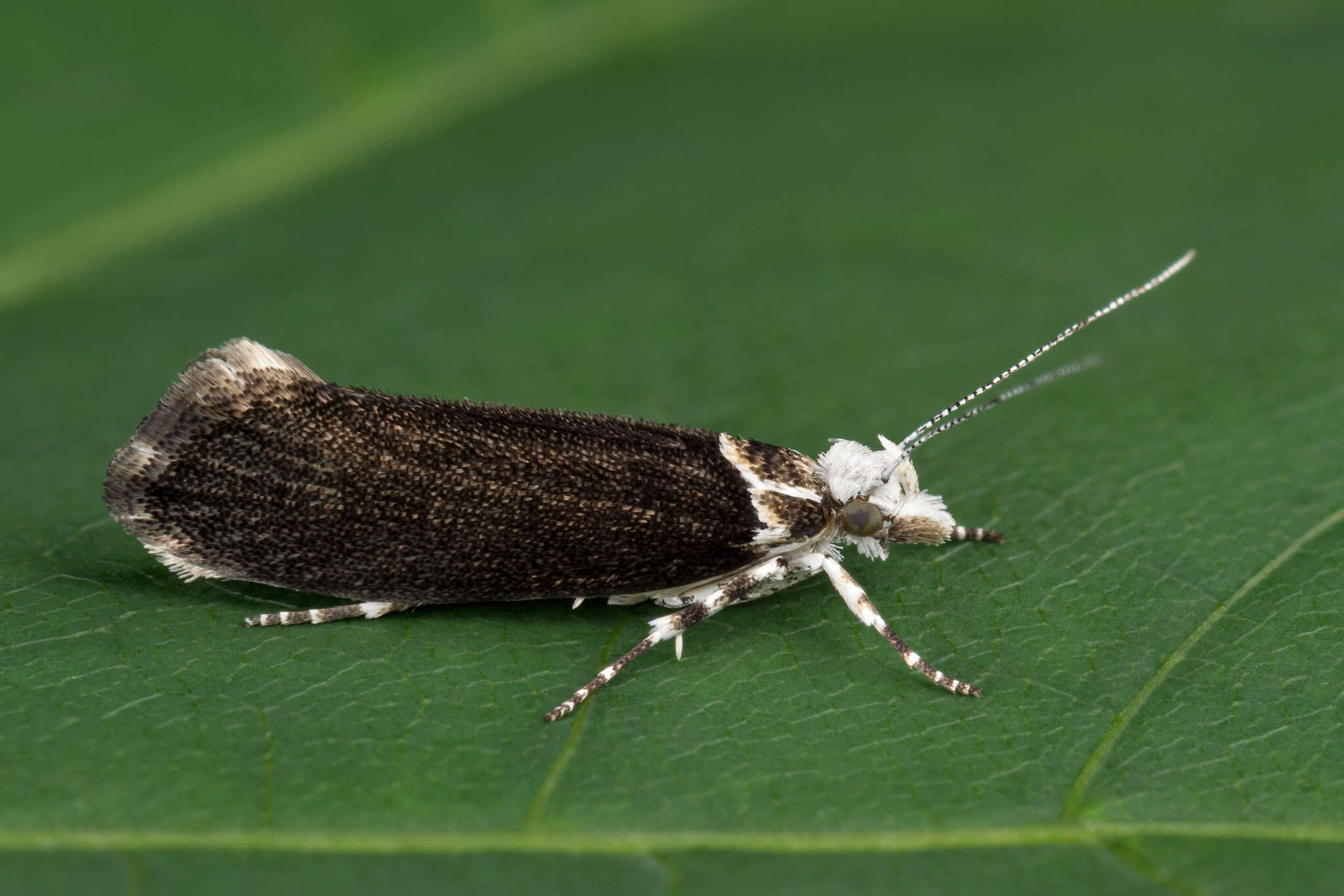 Image of Ypsolopha vittella (Linnaeus 1758)