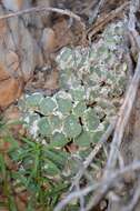 Image of Conophytum bolusiae subsp. bolusiae