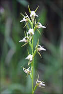 Image of Fragrant leek orchid