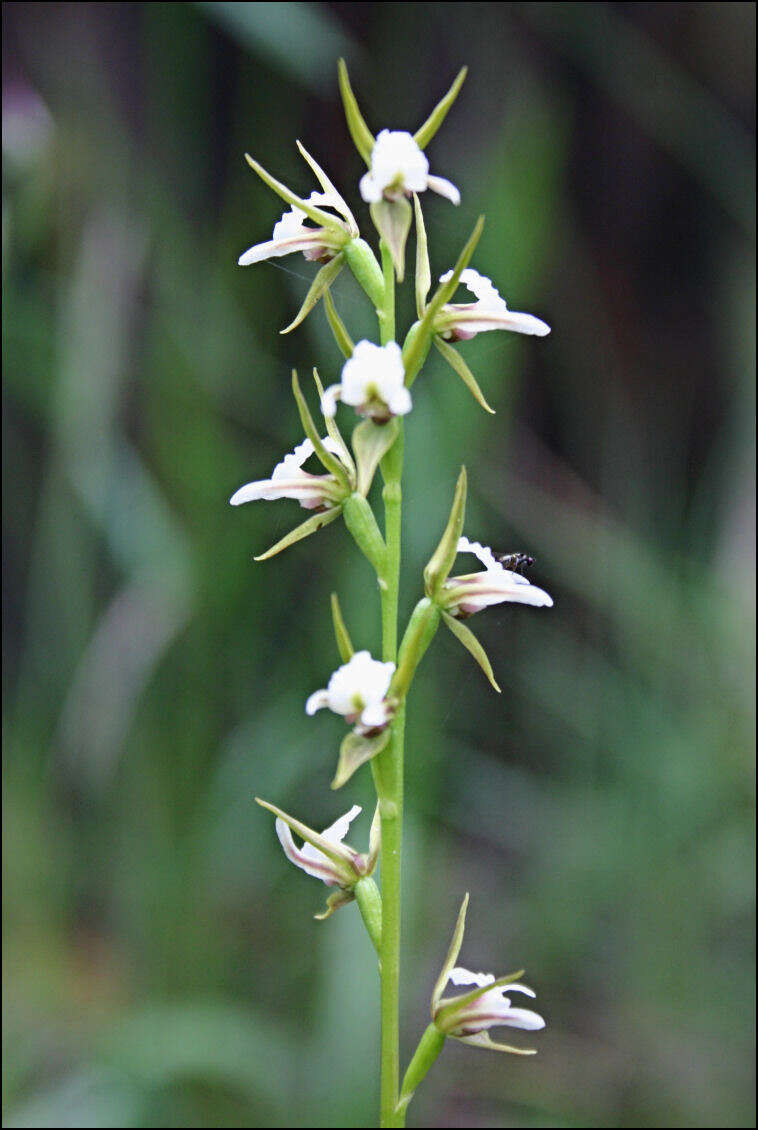 Image of Fragrant leek orchid