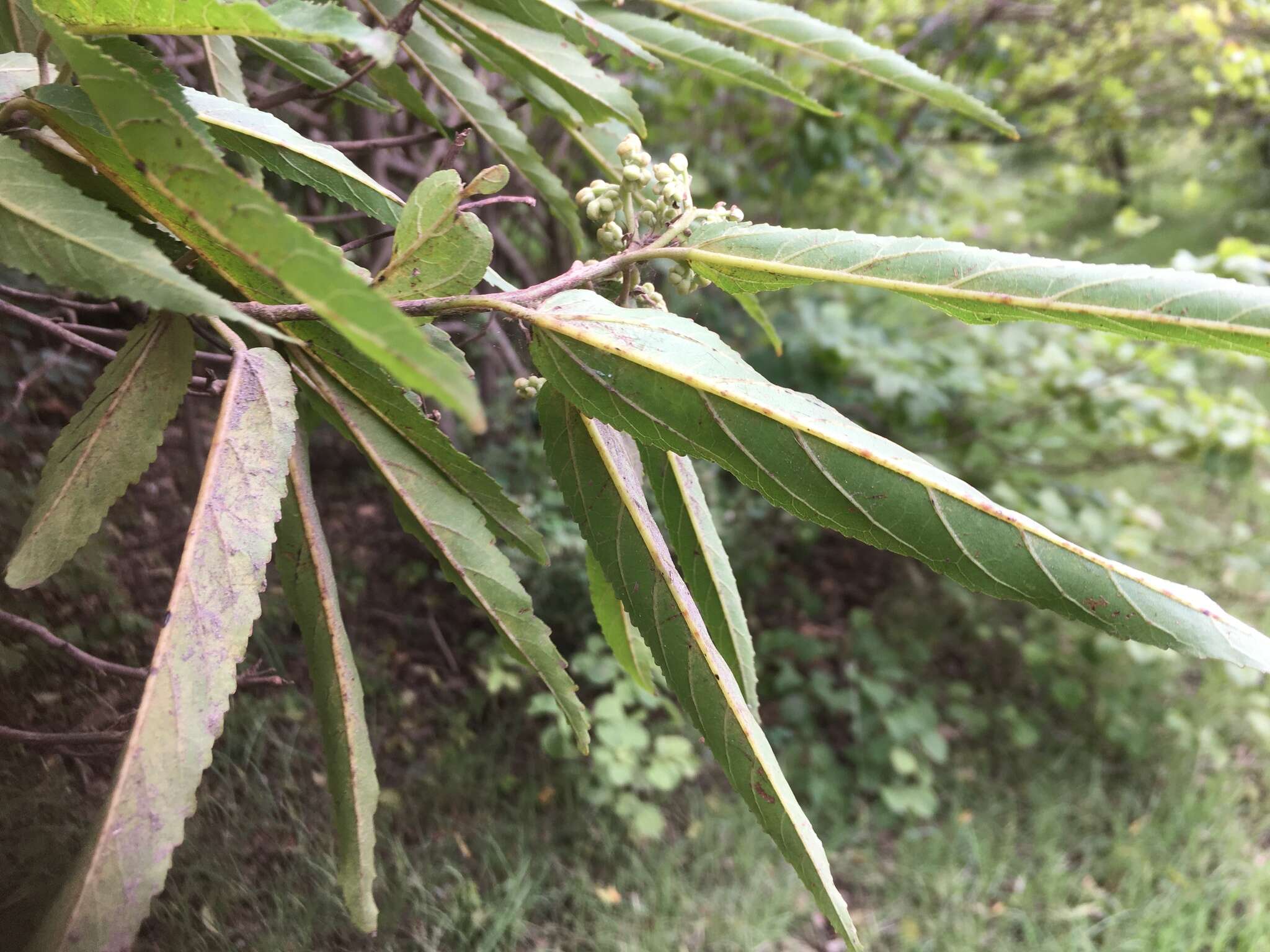 Image of Helmiopsis linearifolia (Hochr.) Skema