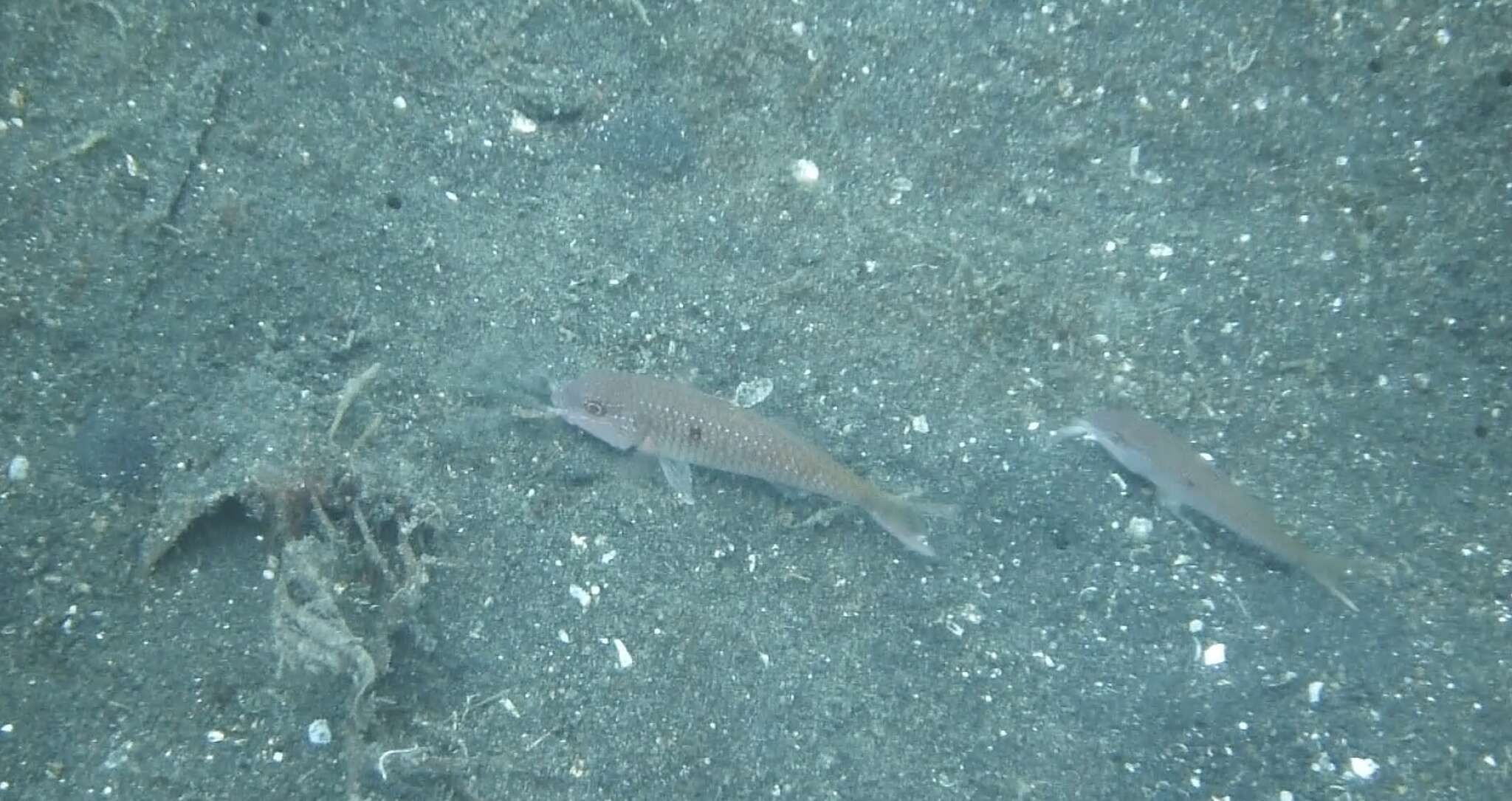 Image of Cinnabar goatfish