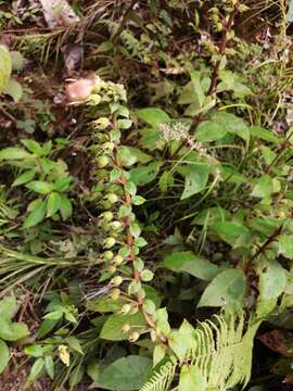 Image of Kohleria allenii Standl. & L. O. Williams