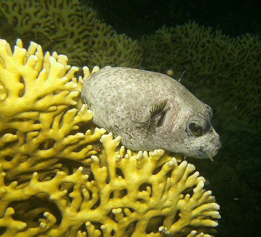 Image of Masked Puffer