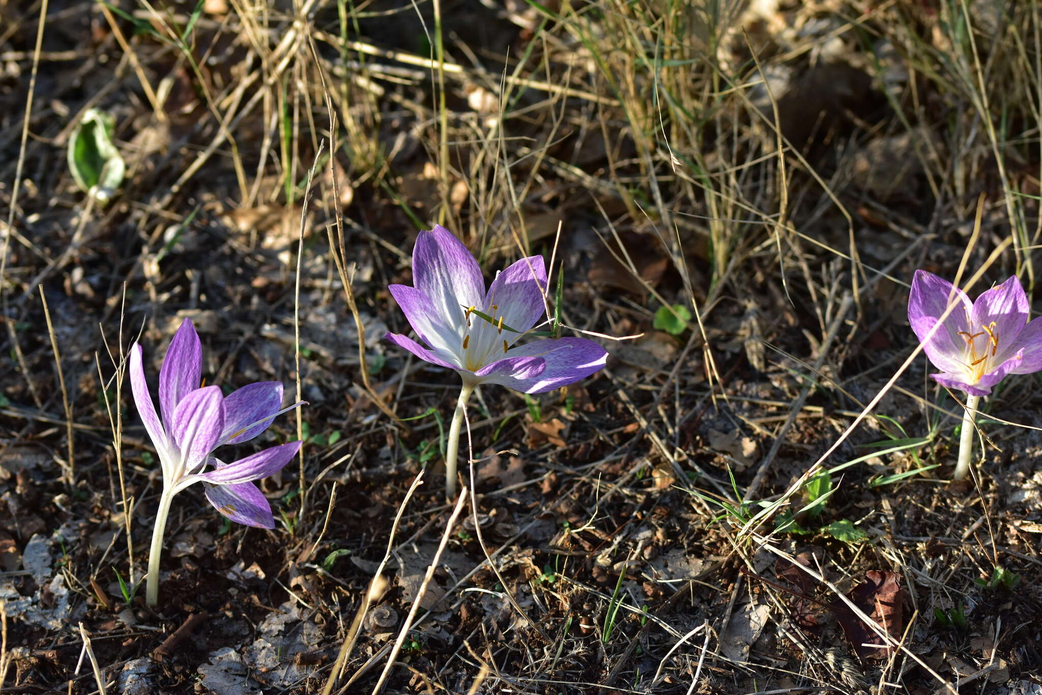 Image of Colchicum haynaldii Heuff.