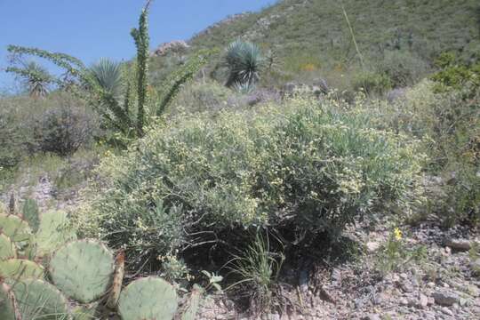 Image of guayule