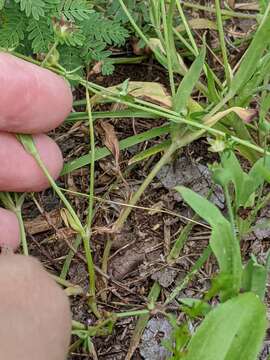 Image of Wright's dwarfdandelion