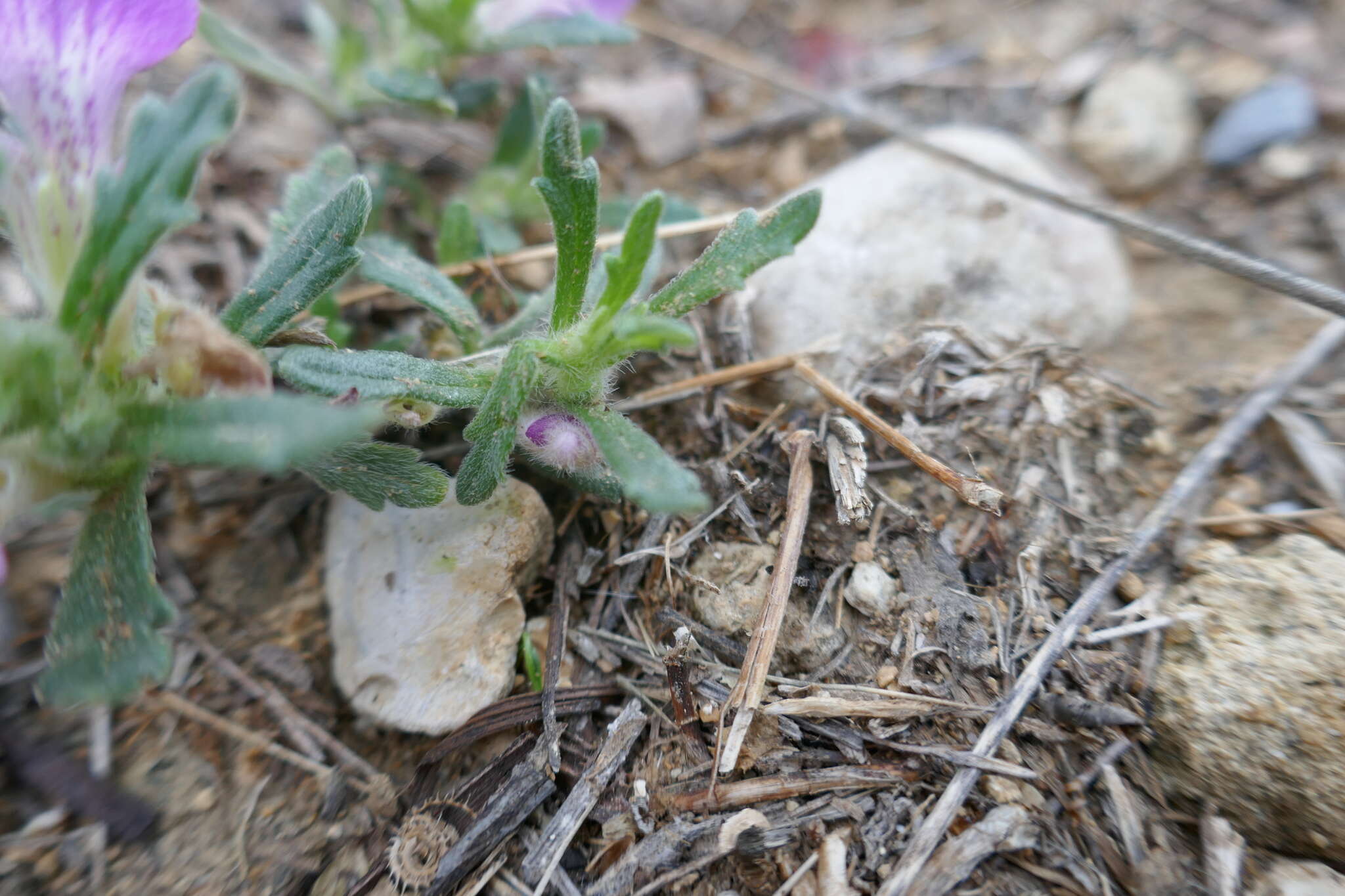 Plancia ëd Ajuga iva var. iva