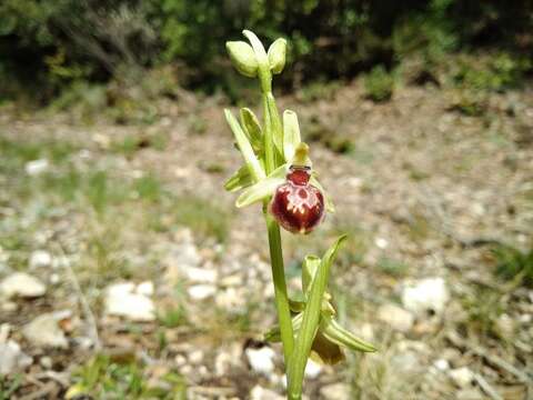 Image of Ophrys sphegodes subsp. provincialis H. Baumann & Künkele