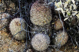 Image de Mammillaria grahamii Engelm.