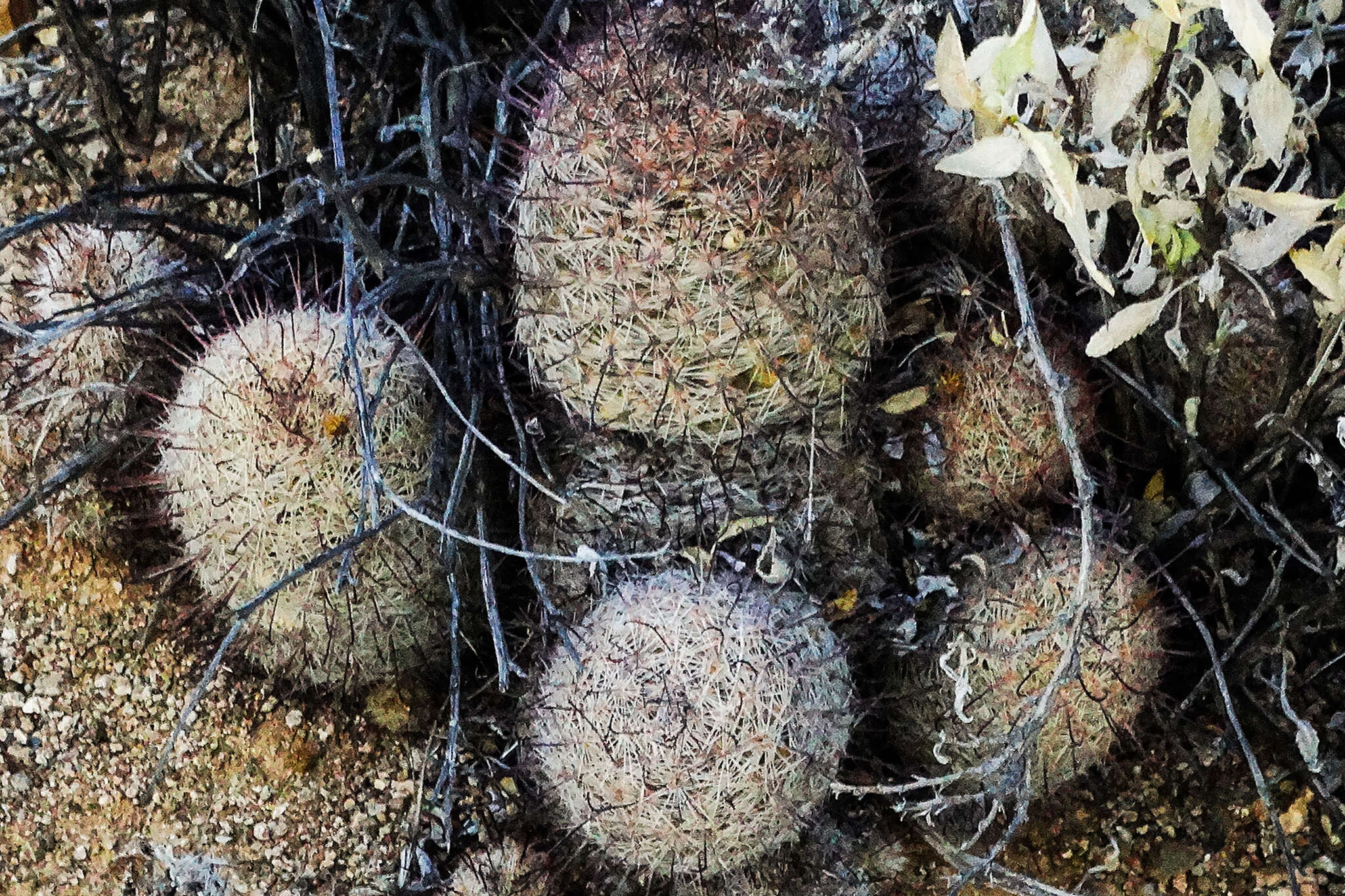 Image de Mammillaria grahamii Engelm.