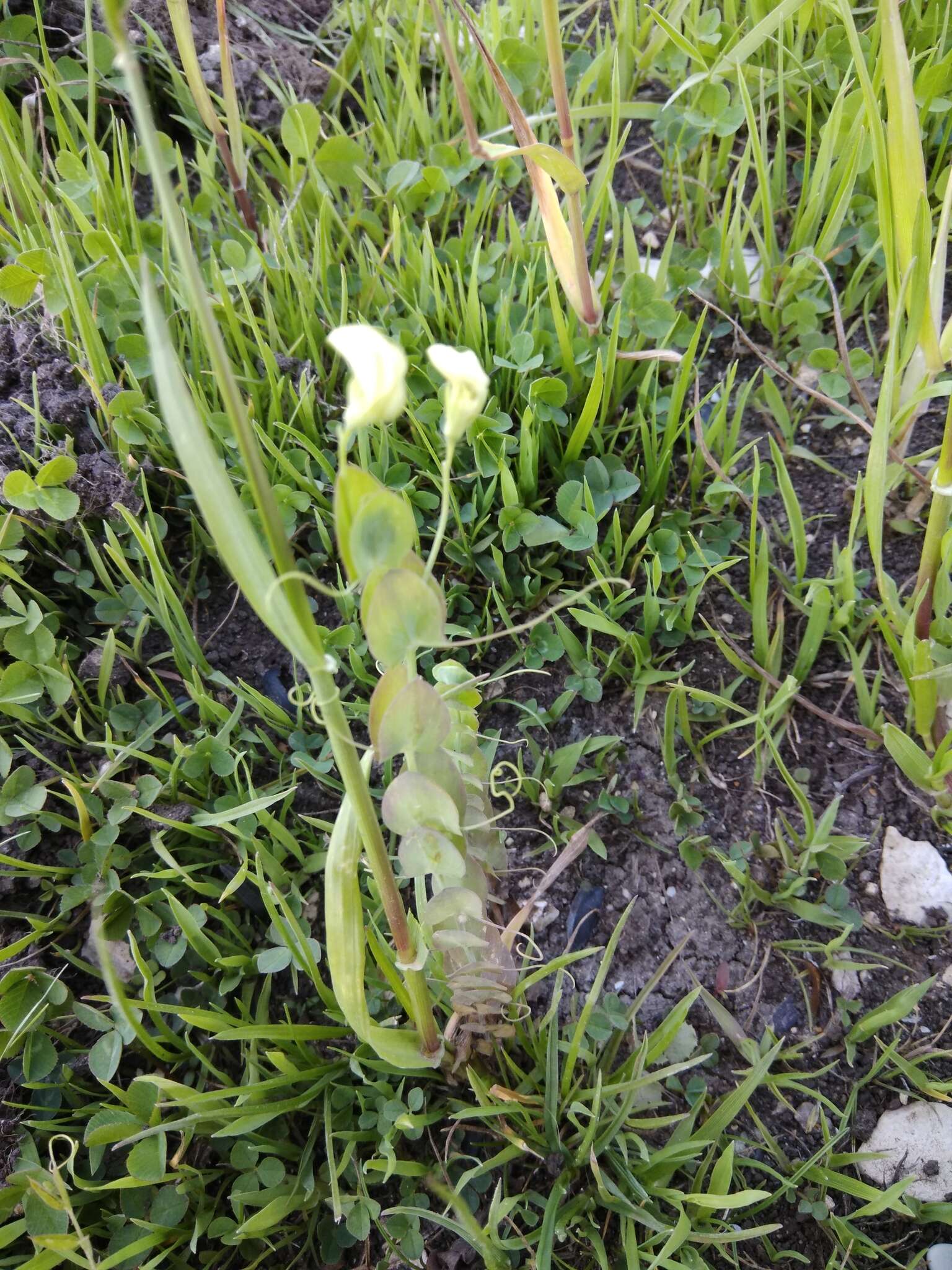 Image of yellow pea