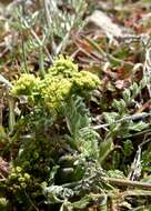 Слика од Lomatium austiniae (Coult. & Rose) Coult. & Rose