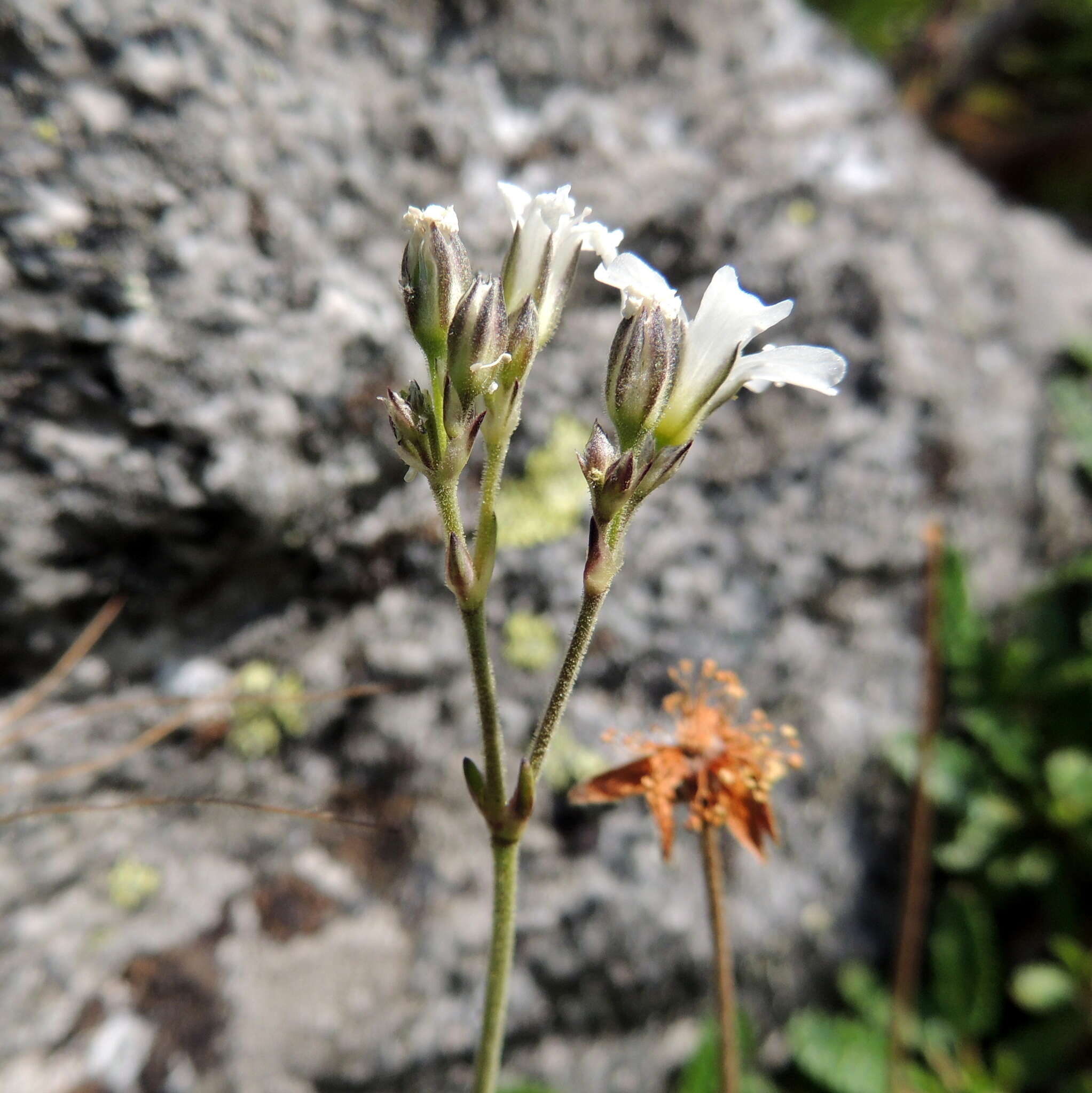 Plancia ëd Gypsophila uralensis Less.