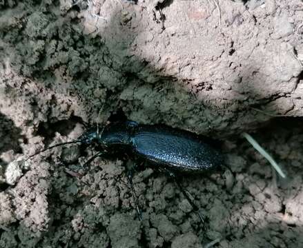 Слика од Carabus (Morphocarabus) praecellens Palliardi 1825