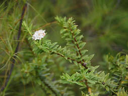 Image of Pimelea gnidia (J. R. & G. Forst.) Willd.