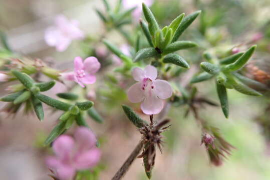 Image of Micromeria hyssopifolia Webb & Berthel.