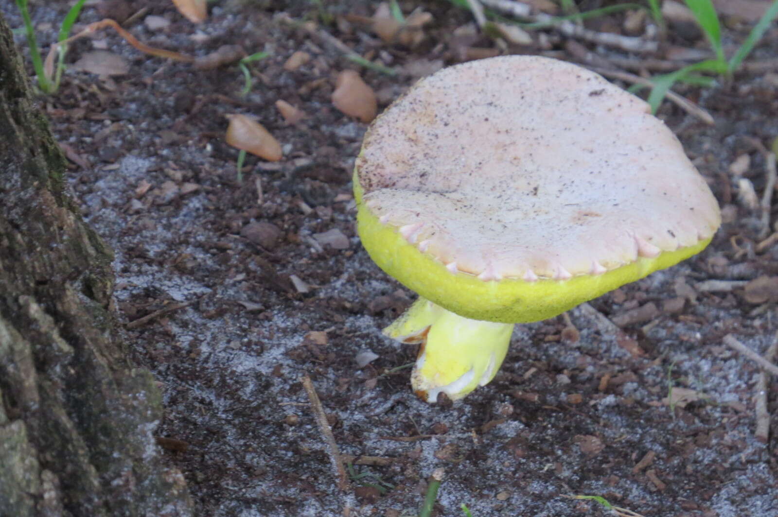 Image of Aureoboletus auriporus (Peck) Pouzar 1957