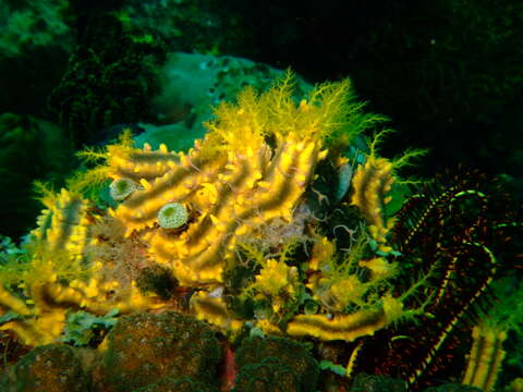 Image of robust sea cucumber