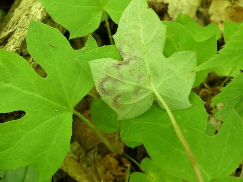 Image of Cystiphora canadensis Felt 1913