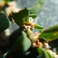 Image of Polygonum aviculare subsp. rurivagum (Boreau) Berher