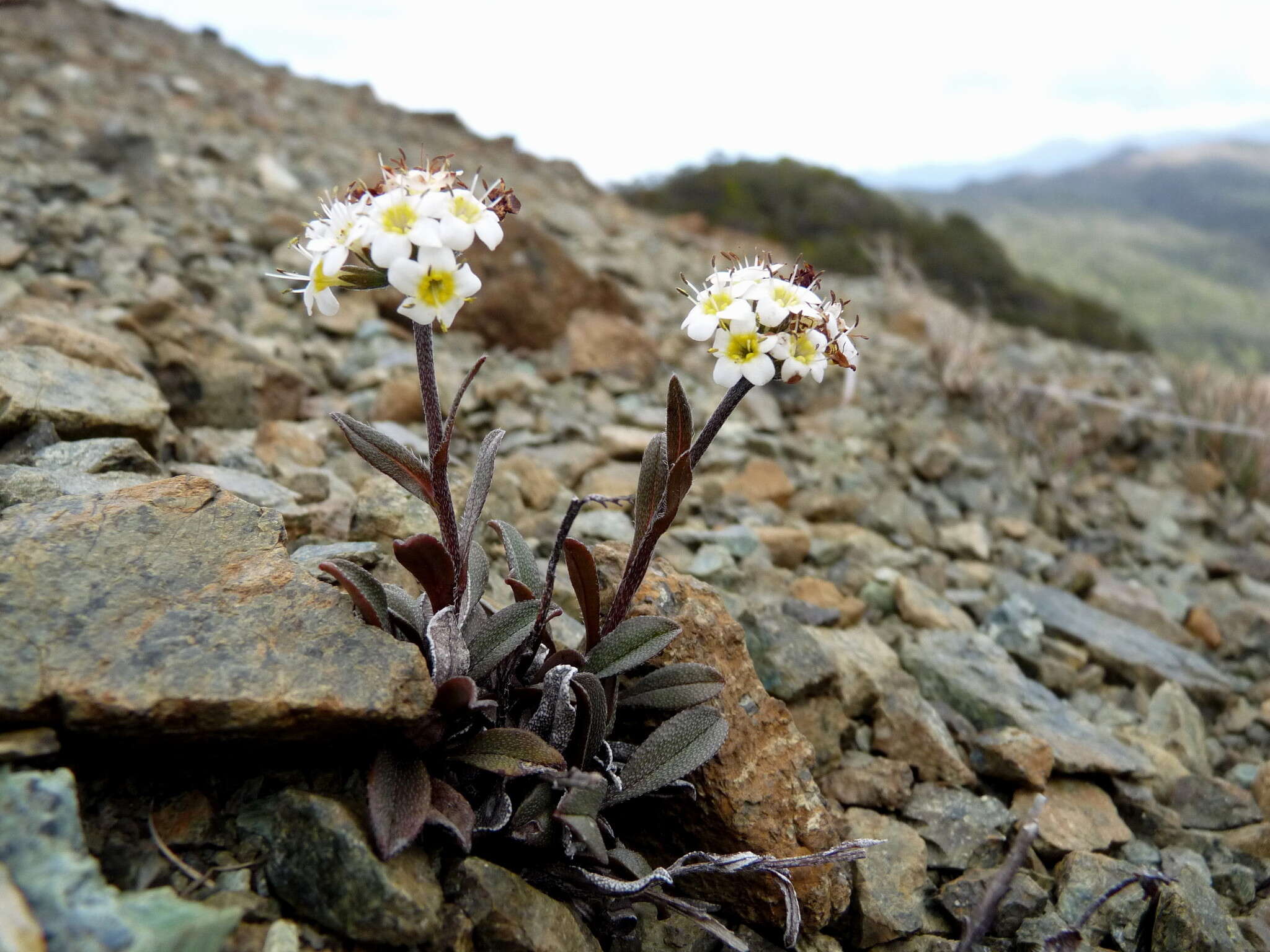 Image of Myosotis monroi Cheeseman