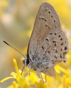 صورة Satyrium behrii (Edwards 1870)