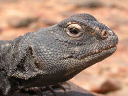 Image of Uromastyx dispar flavifasciata Mertens 1962