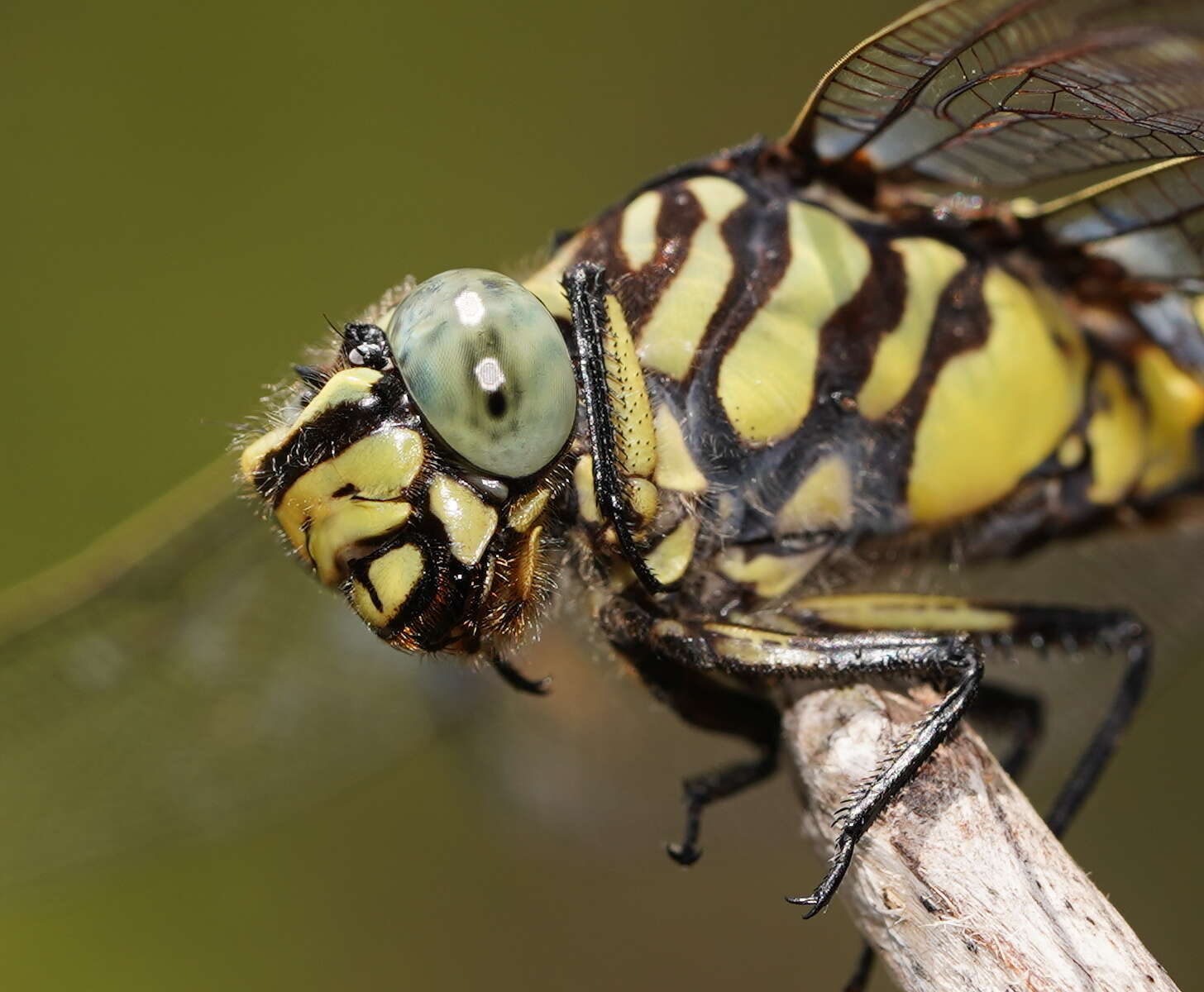 Imagem de Ictinogomphus australis (Selys 1873)