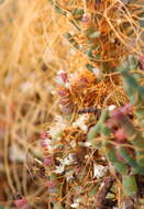 Image of Cuscuta pacifica var. pacifica