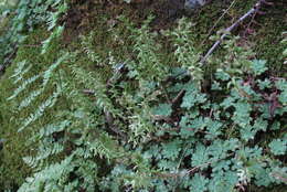 Sivun Sedum glaucophyllum R. T. Clausen kuva
