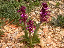 Image de Anacamptis cyrenaica (E. A. Durand & Barratte) H. Kretzschmar, Eccarius & H. Dietr.