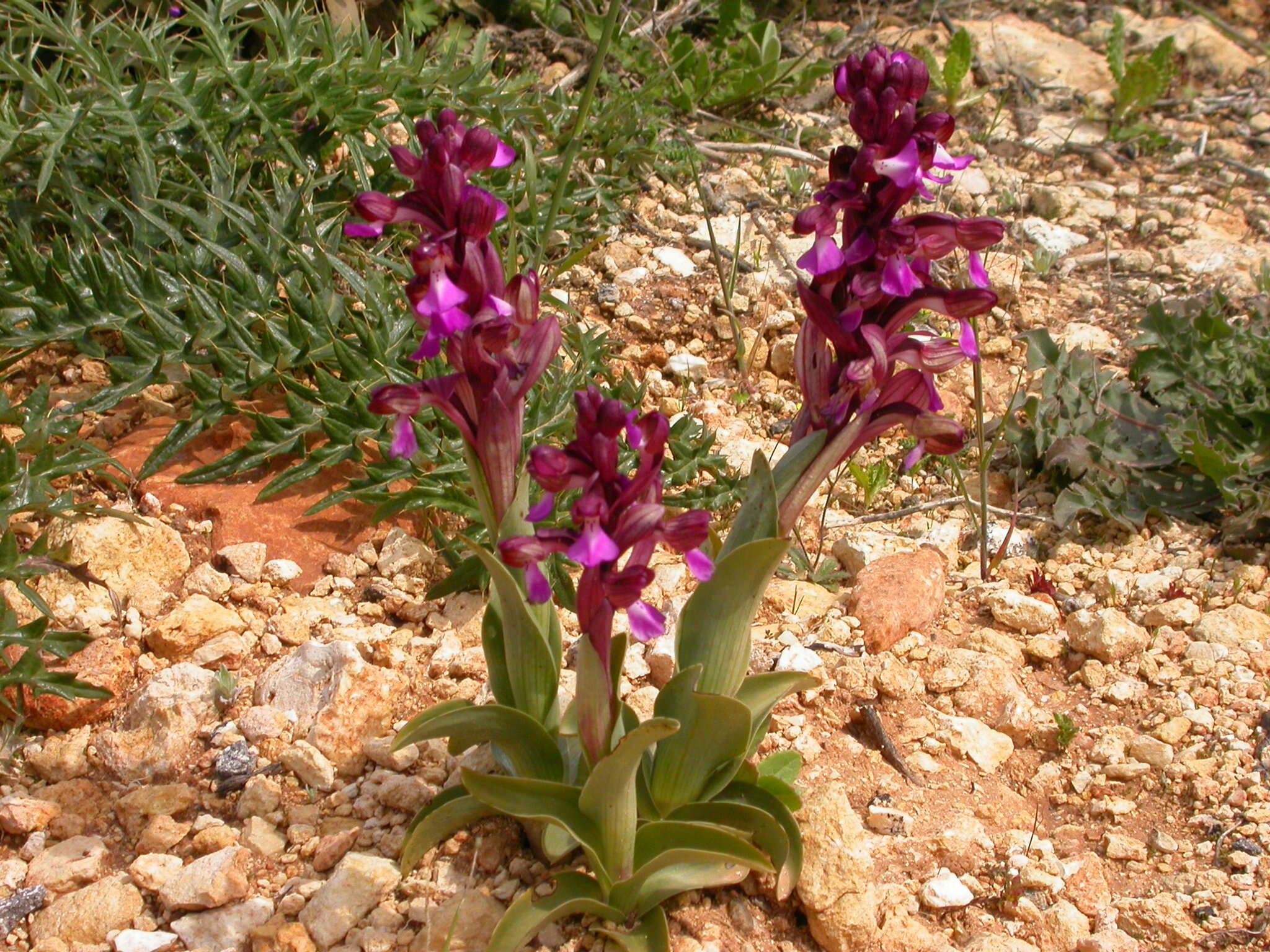 Image de Anacamptis cyrenaica (E. A. Durand & Barratte) H. Kretzschmar, Eccarius & H. Dietr.