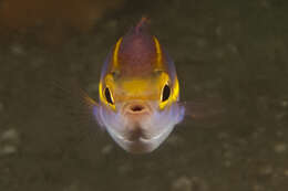 Image of Goldstripe whiptail