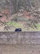 Image of Mexican Black Bear