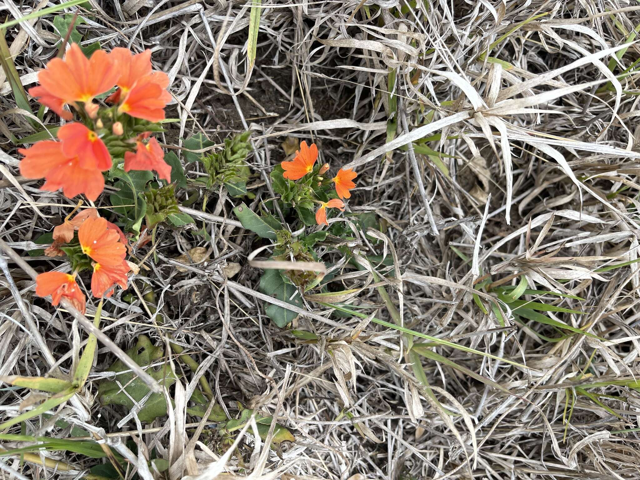 Imagem de Crossandra mucronata Lindau