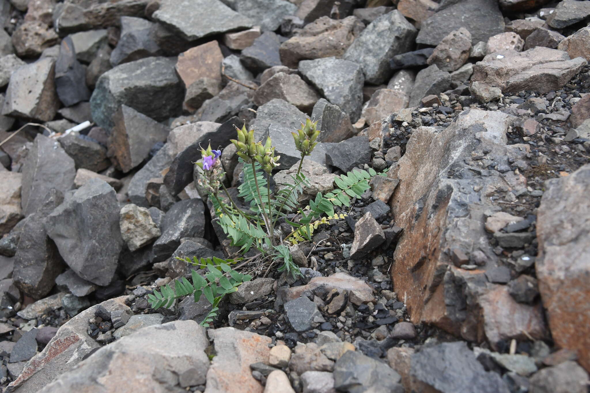 Image de Oxytropis adamsiana (Trautv.) Jurtzev