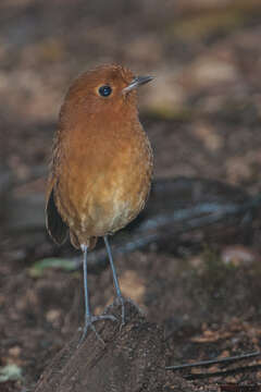 Image of Grallaria saturata