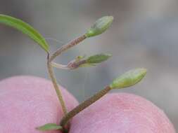 Image of canyon clarkia