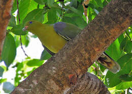 صورة Treron calvus brevicera Hartert & Goodson 1918