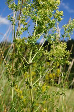 Image of bedstraw