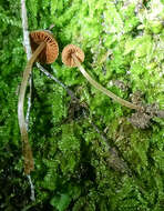 Imagem de Galerina vittiformis (Fr.) Singer 1950